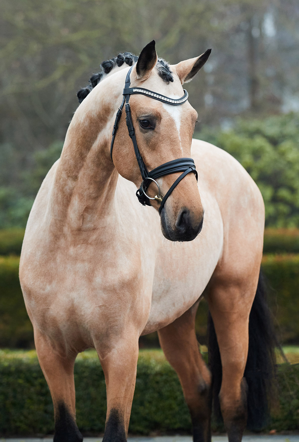 Buckskin Dressage Stallion - Quelle Couleur